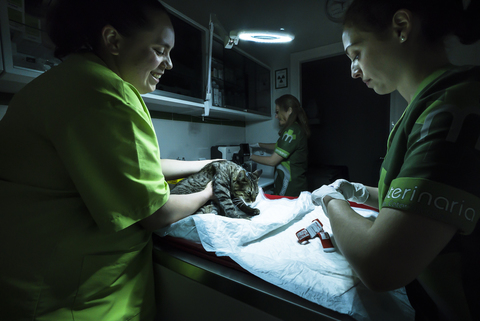 Veterinario en Mérida prestando servicios veterinarios